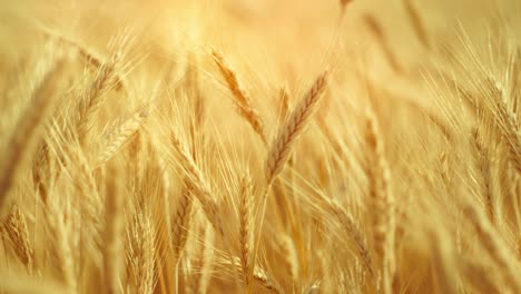 a truly cinematic shot of golden wheat swaying in the summer breeze, bathed in warm sunlight. captures the peaceful, abundant beauty of nature