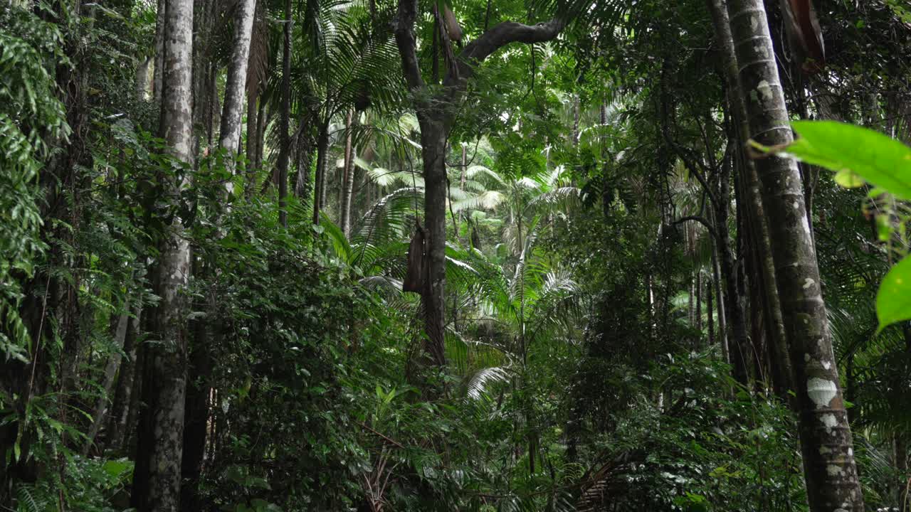 Lush Rainforest Scene