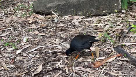 Dusky-moorhen,-gallinula-tenebrosa-foraging-on-the-ground-for-invertebrates-in-its-natural-habitat