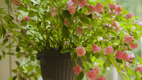 Slow-Mo-clip-of-pink-summer-flowers-in-a-hanger