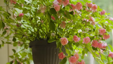 clip de cámara lenta de flores de verano rosadas en un perchero