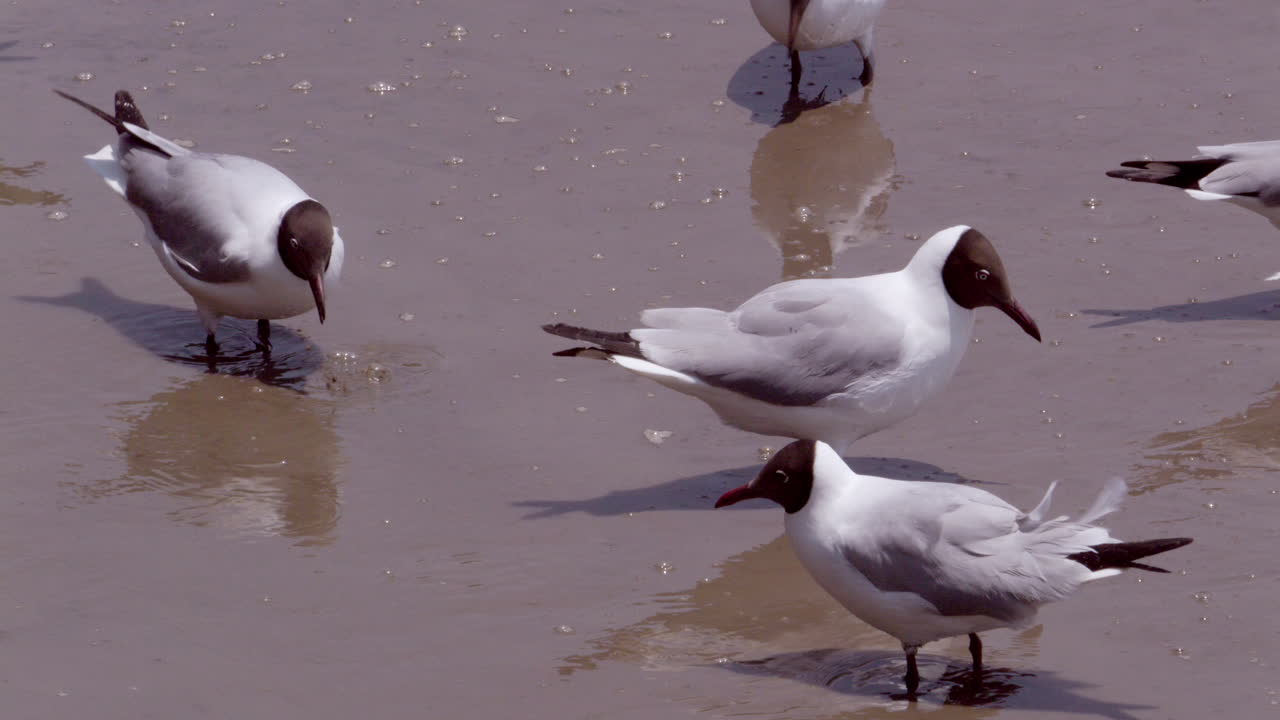 Beautiful shot of male and female brown-headed gulls