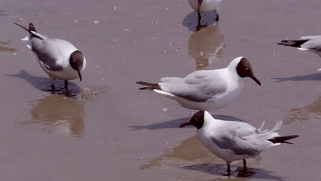 hermosa fotografía de gaviotas machos y hembras de cabeza marrón