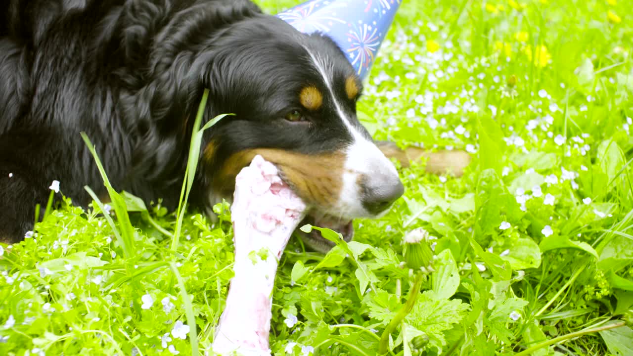 축제 모자 를 입은 개 가  를 먹고 있다