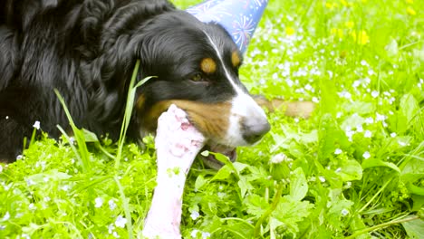 un perro con una gorra festiva comiendo un hueso