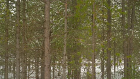 Schönes-Hintergrundbild-Kann-Für-Den-Grünen-Bildschirm-Eines-Stetigen-Schneesturms-In-Den-Bergen-Oder-Im-Wald-Verwendet-Werden