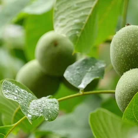 green walnuts on a tree branch