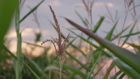 Corn-tops-blowing-in-the-wind-at-sunset-in-Baia-Mare,-Romania