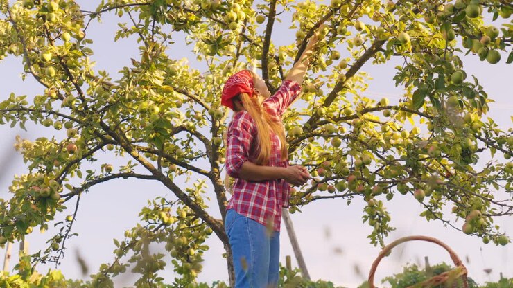 Cinematic footage of a young Caucasian woman in farm clothing reaching up to pick fresh apples from a tree in an orchard, symbolizing harvest, agriculture, and rural lifestyle