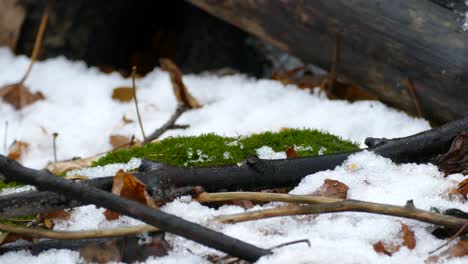 Macro-shot-of-chickadee-bird-hopping-away-from-snowy-and-mossy-terrain