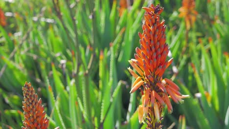 Flor-De-Aloe-Vera-Naranja-Moviéndose-Con-La-Brisa-Del-Mar,-Hermosos-Colores-Vivos