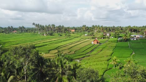 aerial 4k drone footage: breathtaking view of rice fields, villas, tropical beauty near campuhan ridge, ubud, bali