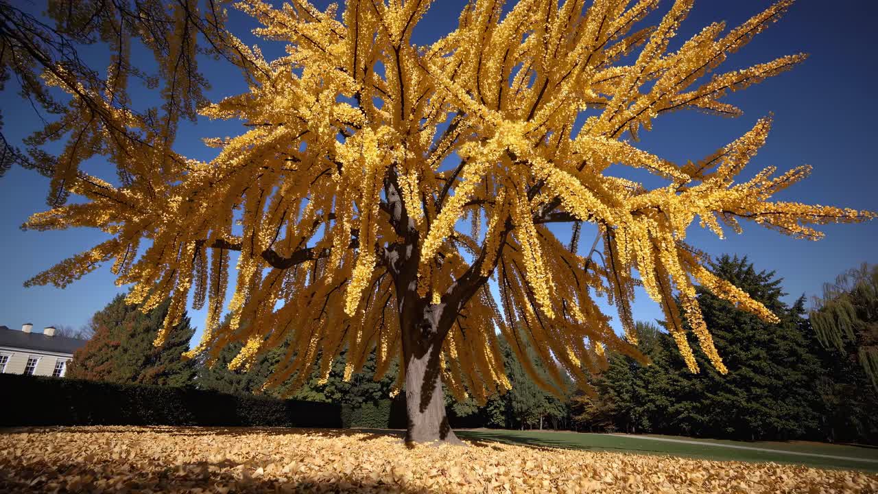 A wide-angle video captures a vibrant yellow tree in autumn, shot from a low angle