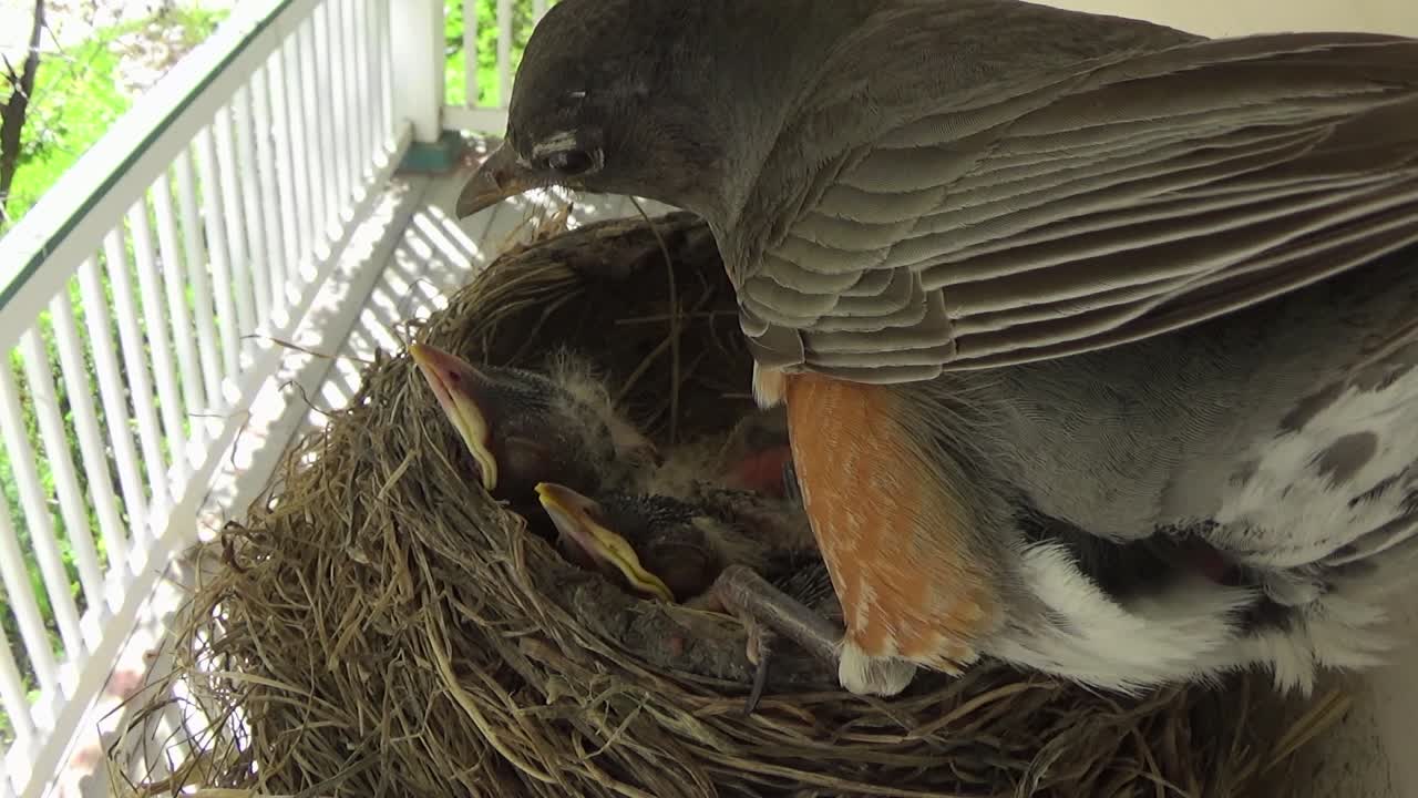 Close up: Mother Robin cleans nest, two cute baby Robins try to sleep