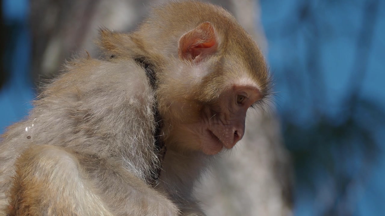 Close-up of a Baby Monkey Sitting Peacefully in Nature