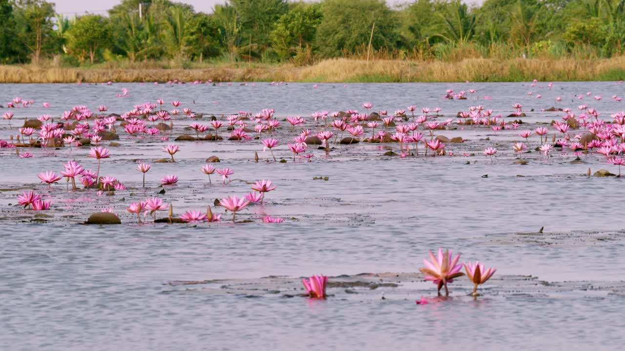 Incredible panoramic view of a large number of Victoria Regia flowers in a lake.