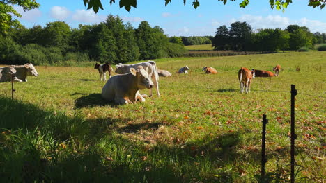 En-Un-Prado,-Las-Vacas-Madre-Con-Terneros-Yacen-Al-Sol-3