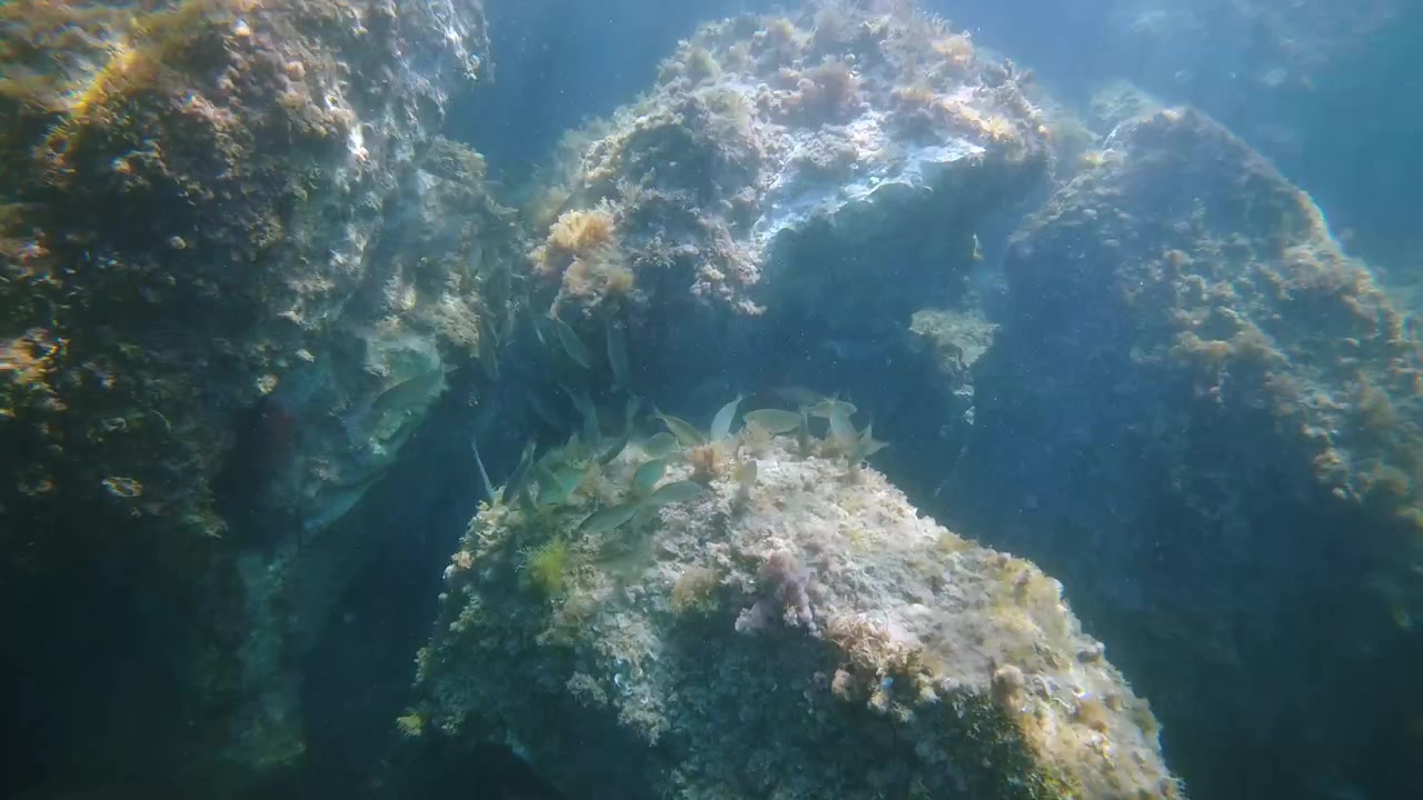 Underwater view of a school of fish moving between rock formations covered in marine algae, creating a vibrant ecosystem