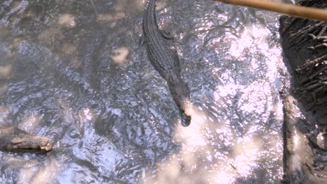 crocodiles feeding in a swampy mangrove forest at monkey island near ho chi minh city