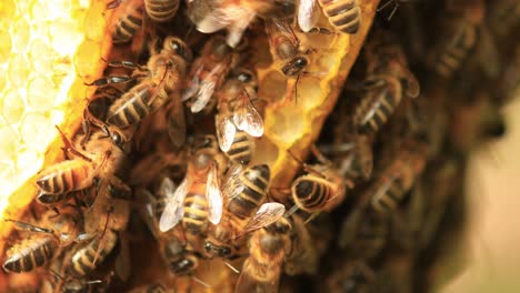 macro closeup of a multitude of a colony of wild apis mellifera carnica or european honey bees between the layers of a honeycomb hive