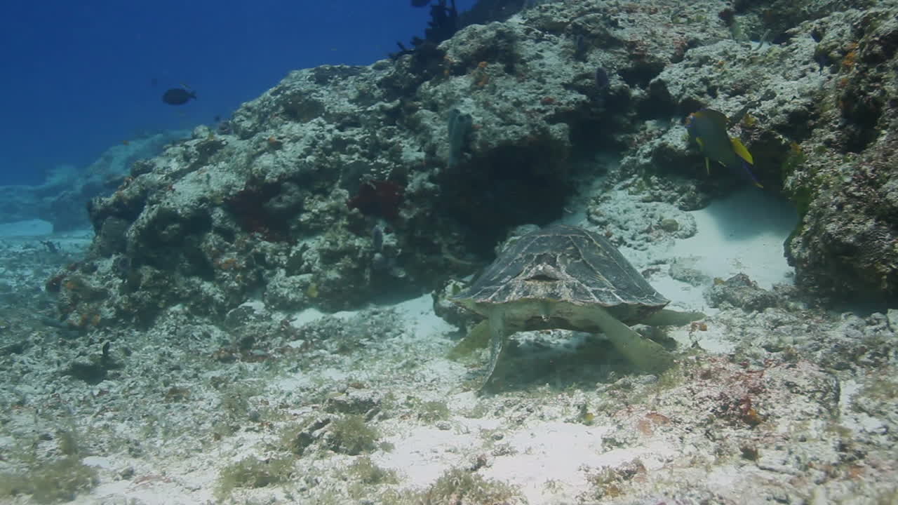 tortuga cozumel 05