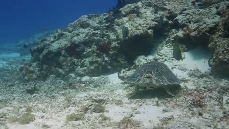 Cozumel-Schildkröte-05