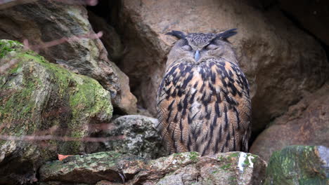 oehoe (bubo bubo) perched snoozing between rocks