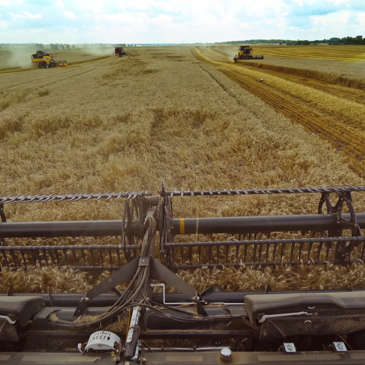 Harvesting of wheat in summer. Harvester working in the field. Combine harvester agricultural machine collecting golden ripe wheat on the field. View from the driver side.