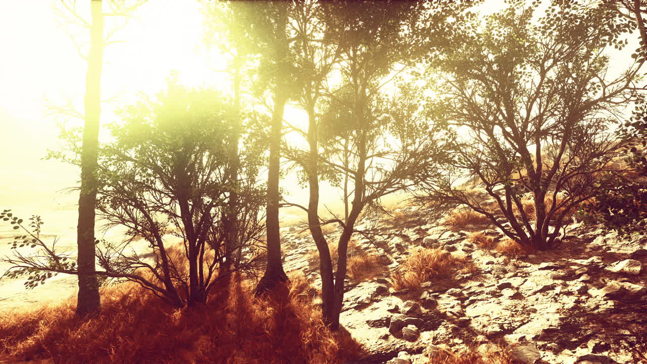 pinos y montañas huangshan en china