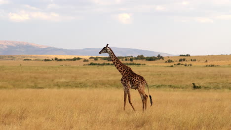 la jirafa de kilimanjaro caminando en la reserva nacional de masai mara en kenia, áfrica