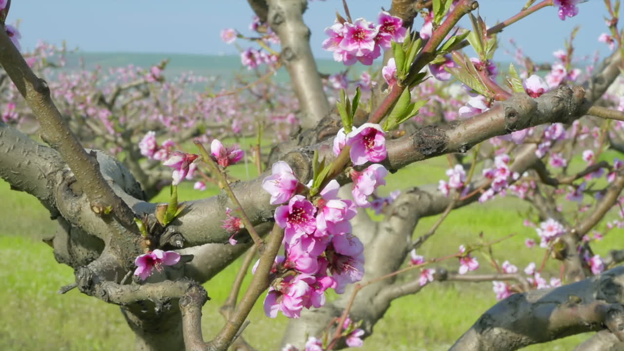 Close up of a tree branch with pink flowers in full bloom in an orchard