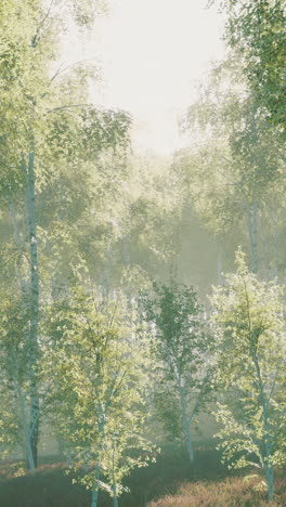 sunlit birch forest