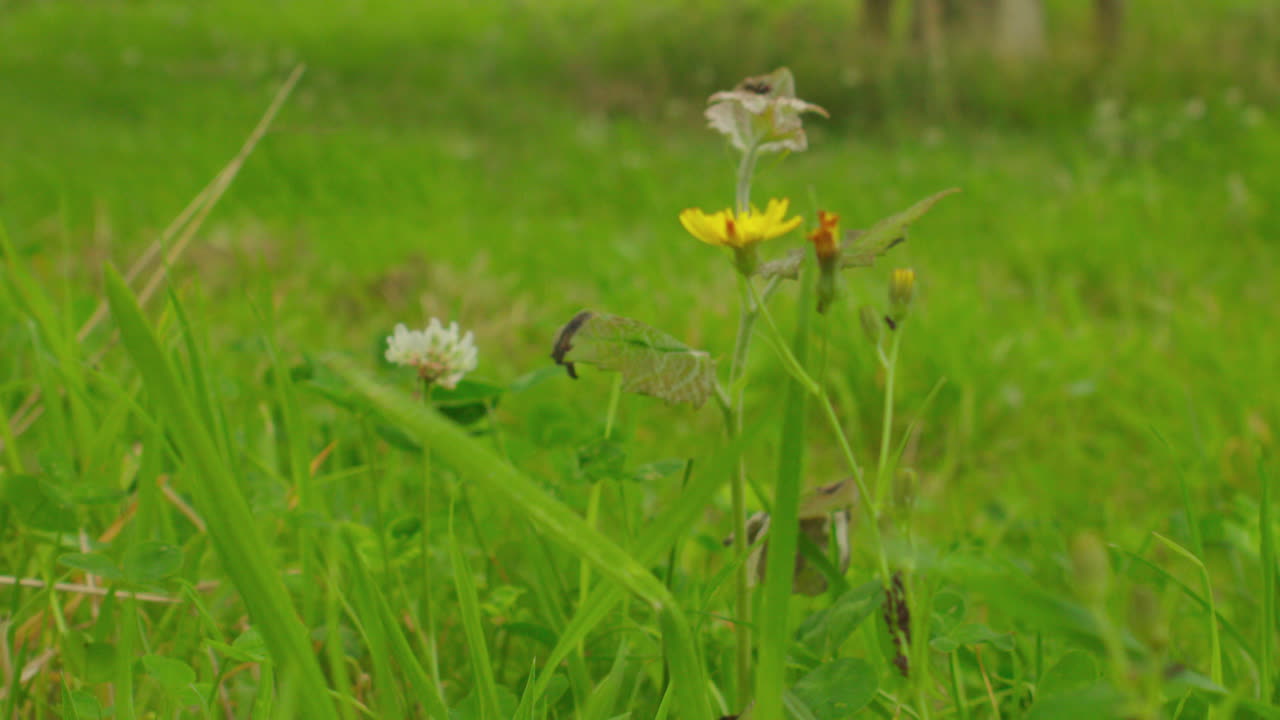 풀밭 사이에서 자라는 야생화의 아름다운 클로즈업 샷