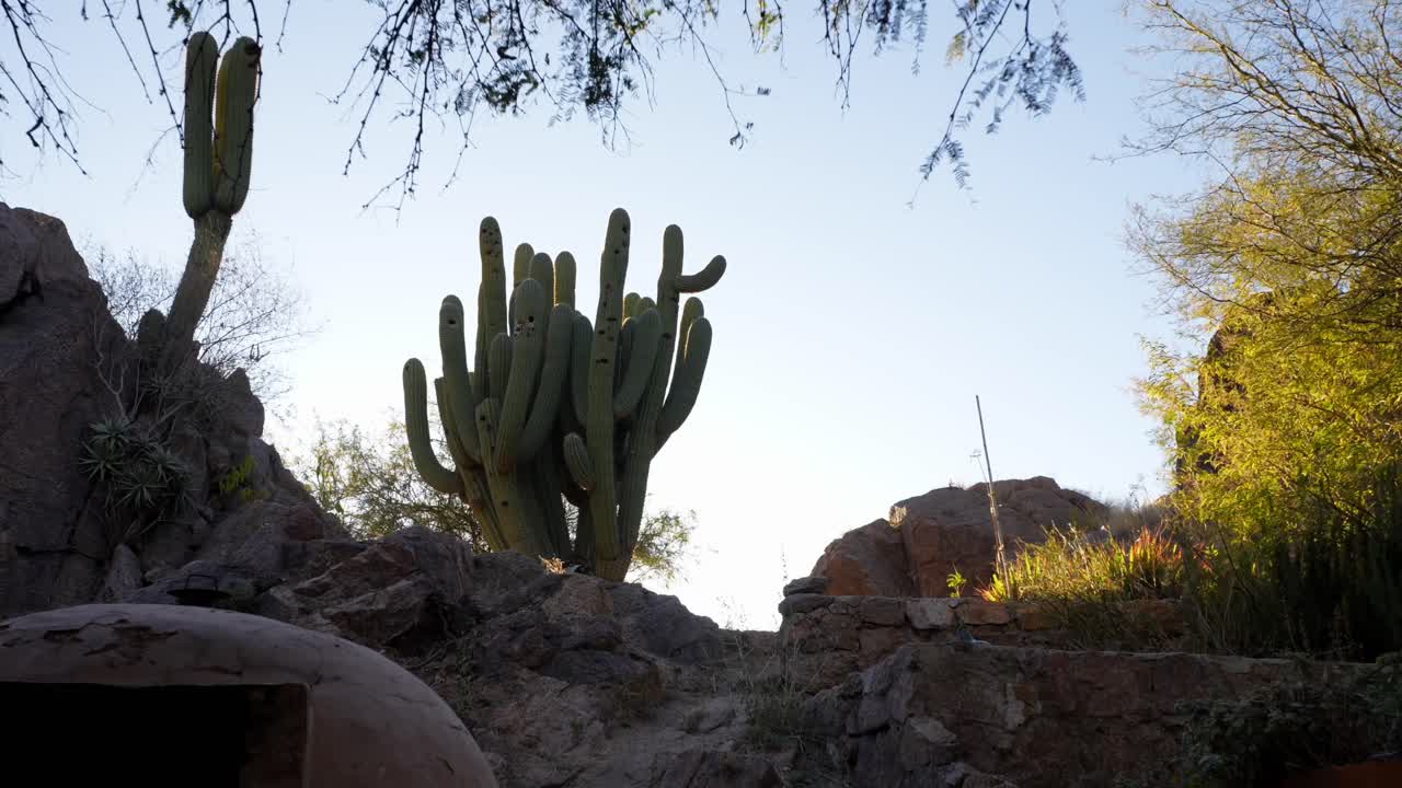 cactus gigante argentino, echinopsis candicans, norte de la argentina