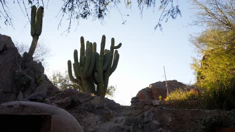 Argentine-giant-cactus,-Echinopsis-candicans,-Northern-Argentina