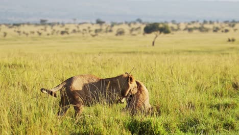 Toma-En-Cámara-Lenta-De-Dos-Leones-Jugando-Peleando-Con-La-Asombrosa-Y-Hermosa-Reserva-Nacional-Maasai-Mara-Africana-En-El-Fondo,-Kenia,-Animales-De-Safari-En-áfrica-En-La-Conservación-Del-Norte-De-Masai-Mara