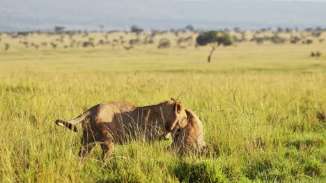 slow motion shot of two lions play fighting with amazing beautiful african maasai mara national reserve in the background, kenya, africa safari animals in masai mara north conservancy