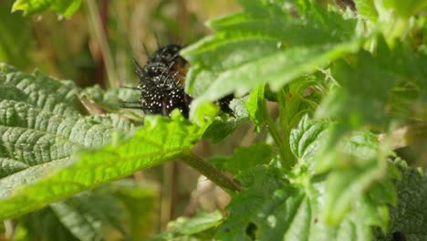black caterpillar visible among wild green leaves, chewing at edge softly
