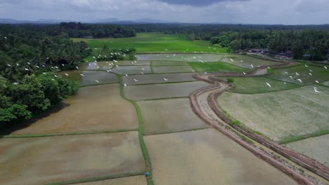 El-Pueblo-Más-Hermoso-De-La-India,-Un-Pájaro-Vuela-Sobre-Los-Campos-De-Arroz,-Un-Pueblo-Fronterizo-En-Palakkad,-Kollengode,-Famoso-Por-Su-Hermosa-Y-Vasta-Extensión-De-Arrozales.