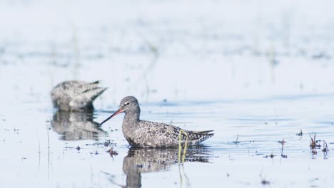 closeup of spotted redshank feeding in shallow puddle during spring migration in wetlands