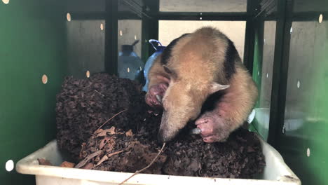 Southern-tamandua-collared-anteater-with-burnt-paws-by-wildfire-recovering-at-care-centre-eating-termites-from-a-piece-of-mount