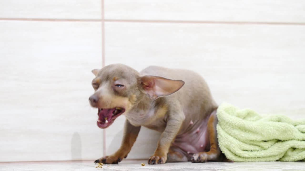 un pequeño perro lindo comiendo golosinas del suelo