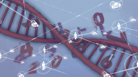 animación de redes de conexiones y procesamiento de datos sobre cadenas de adn sobre fondo blanco