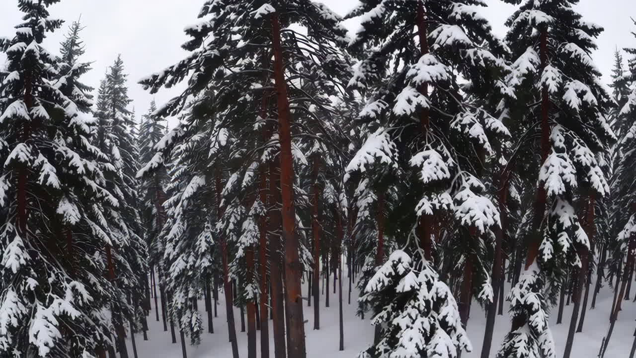 Snowy Pine Forest
