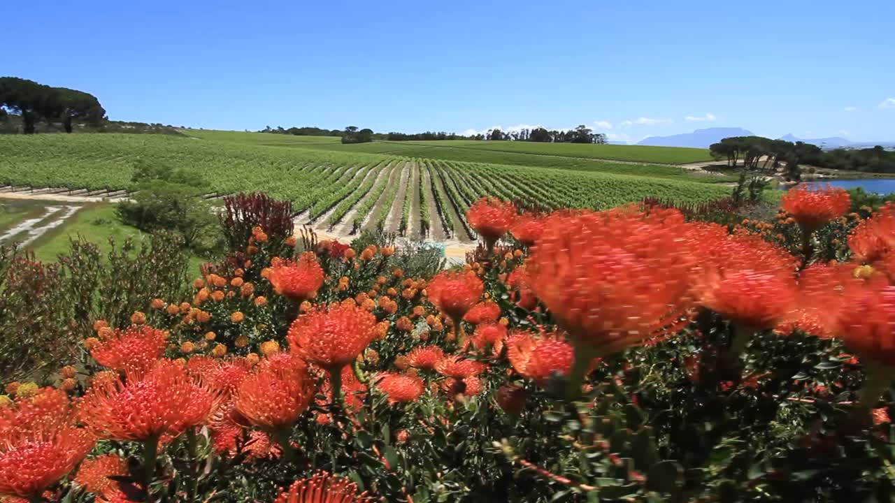 Protea's in foreground with vineyard in background
