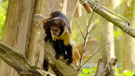 Capuchin-monkey-sitting-on-a-tree-bevor-turning-around-and-jumping-away-at-daylight-in-a-zoo,-slow-motion,-closeup