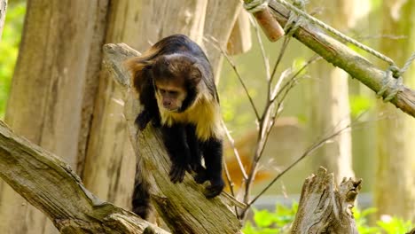mono capuchino sentado en un árbol antes de darse la vuelta y saltar a la luz del día en un zoológico, cámara lenta, primer plano