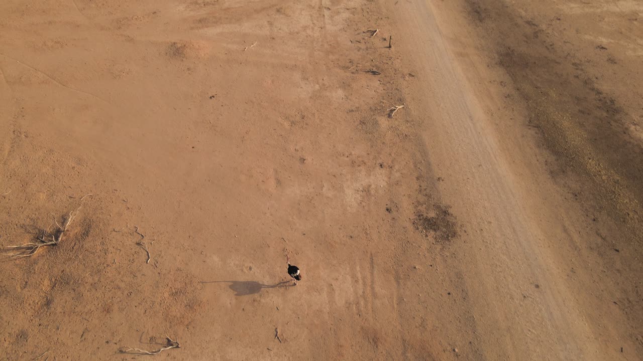 일부 사파리 차량과 하이 바 사파리에서 타조 한 마리를 보여주는 공중 팬 업