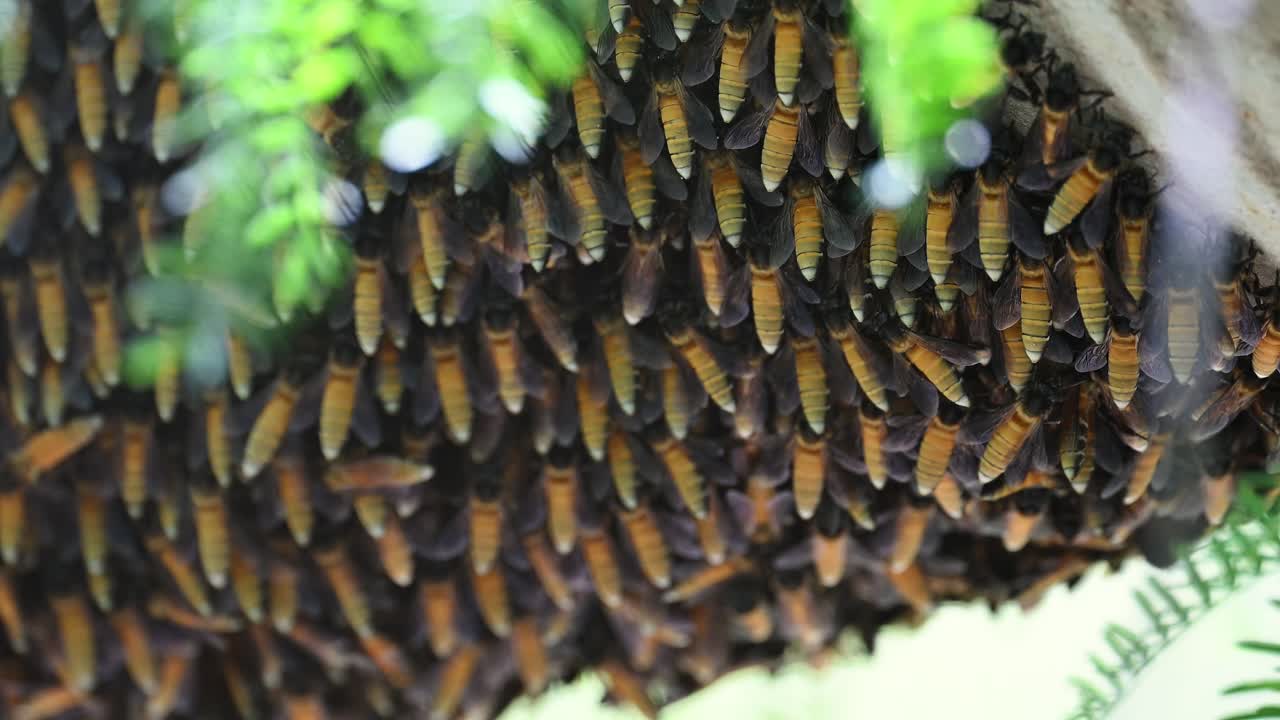 un enjambre de abejas colgando en el bosque
