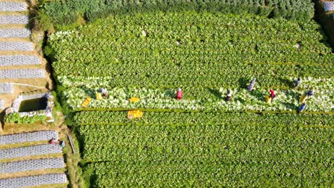 drone view of farmers are harvesting mustard greens on a plantation